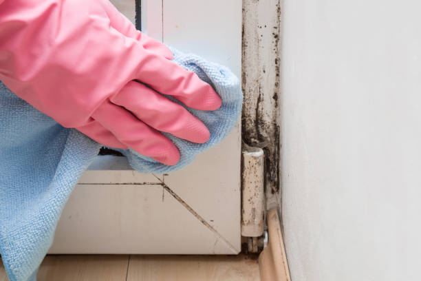 Trusted Ocean City, MD Mold Removal Experts