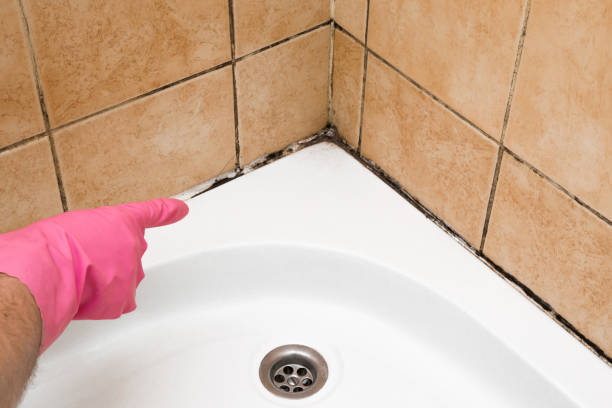 Best Black Mold Removal  in Ocean City, MD